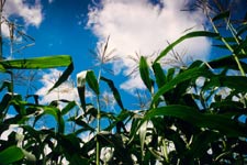 Supplying Grain Dryer Air Swithces for 50 years